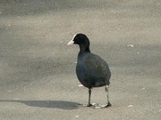 Free Bird Walk in Ruskin Park,  Lambeth