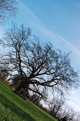 Free Summer Tree ID Walk in Ruskin Park, Lambeth