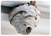 Looking for Wasp Control and Wasp Nest Control services in London?