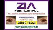 Bedbug Pest Control Marthahalli | 35% off for Paying Guest | Bangalor
