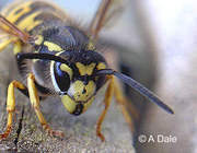 WASP NESTS DESTROYED CHEAPLY AND EFFICIENTLY